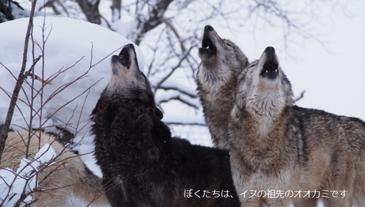 雪山で吠えるオオカミたち